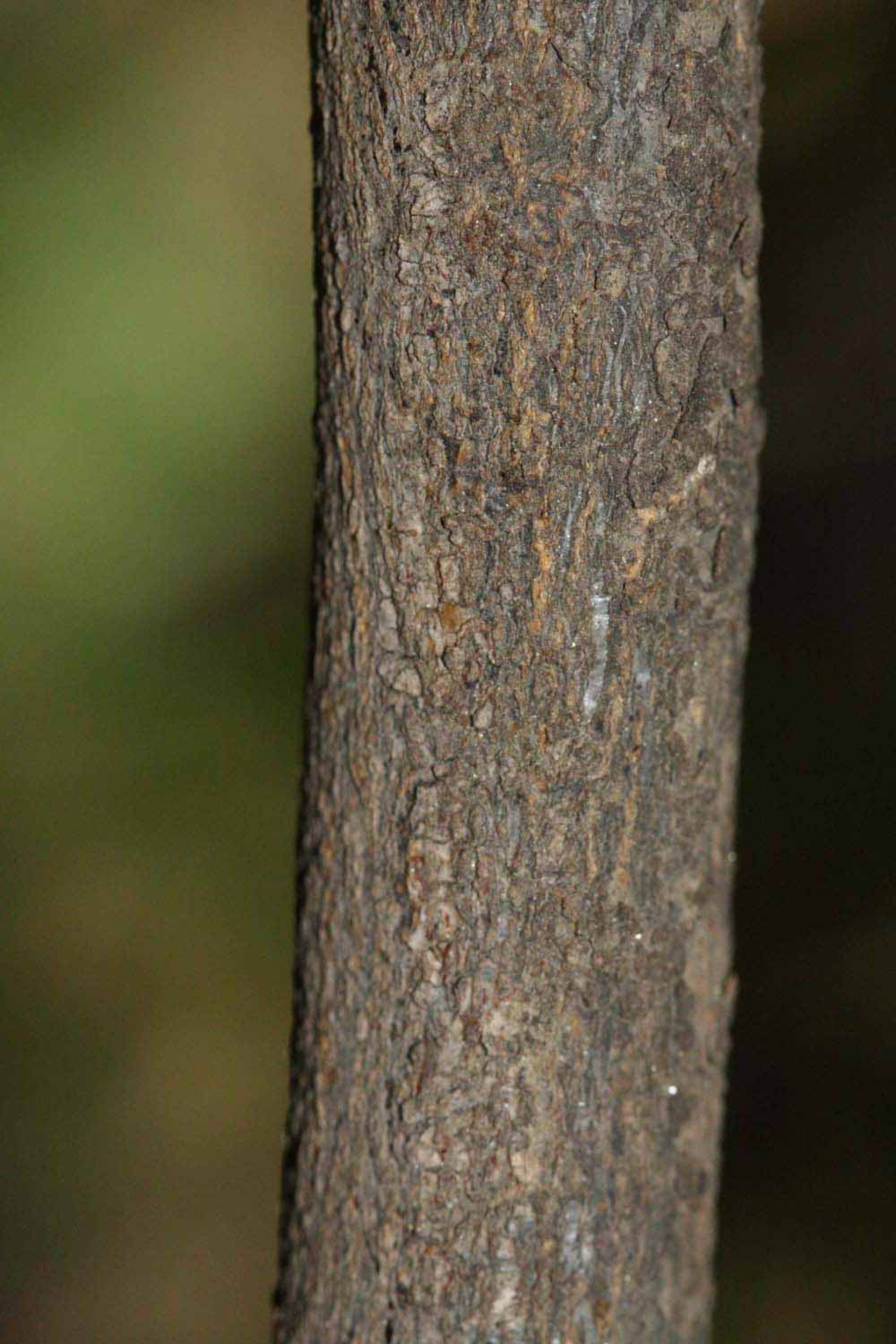              Second - third year twig (Riverside, CA)       